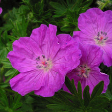 Load image into Gallery viewer, Bloody Cranesbill