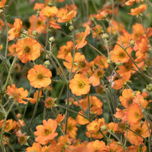 Load image into Gallery viewer, Geum 'Totally Tangerine'