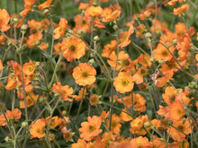 Load image into Gallery viewer, Geum 'Totally Tangerine'