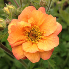 Load image into Gallery viewer, Geum 'Totally Tangerine'