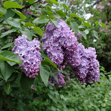 Load image into Gallery viewer, Glory Lilac