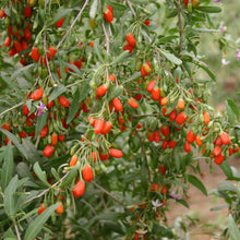 Load image into Gallery viewer, Goji Berry
