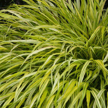 Load image into Gallery viewer, Golden Japanese Forest Grass
