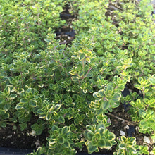 Load image into Gallery viewer, Golden Lemon Thyme