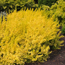 Load image into Gallery viewer, Golden Barberry