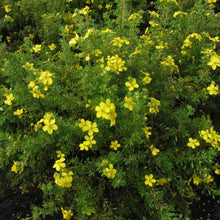 Load image into Gallery viewer, Goldfinger Potentilla