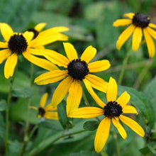 Load image into Gallery viewer, Goldsturm Coneflower