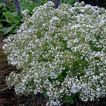 Load image into Gallery viewer, Festival Star™ Baby’s Breath