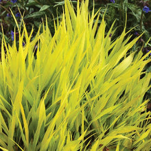 Load image into Gallery viewer, All Gold Japanese Forest Grass
