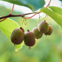Load image into Gallery viewer, Anna Hardy Kiwi