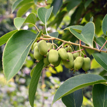Load image into Gallery viewer, Anna Hardy Kiwi