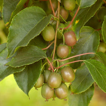 Load image into Gallery viewer, Anna Hardy Kiwi