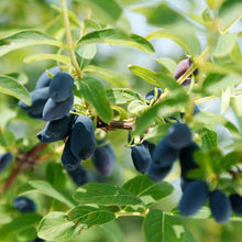 Load image into Gallery viewer, Tundra Honeyberry (Haskap)