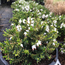Load image into Gallery viewer, Mediterranean White Winter Heath