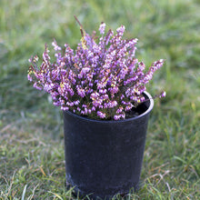 Load image into Gallery viewer, Heather Mediterranean Pink