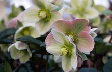 Load image into Gallery viewer, Helleborus 'Ivory Prince'