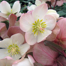 Load image into Gallery viewer, Helleborus Gold Collection® Mahogany Snow