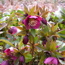 Load image into Gallery viewer, Helleborus 'Royal Heritage Strain'