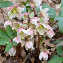 Load image into Gallery viewer, Helleborus 'Ivory Prince'