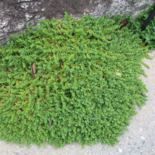 Load image into Gallery viewer, Herniaria Rupturewort