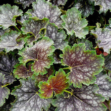 Load image into Gallery viewer, Heuchera 'Marvelous Marble'