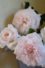 Load image into Gallery viewer, Arborose® Honeymoon™ Climbing Rose