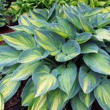 Load image into Gallery viewer, Hosta 'June'