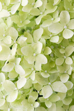 Load image into Gallery viewer, Hydrangea Magical® Lime Sparkle
