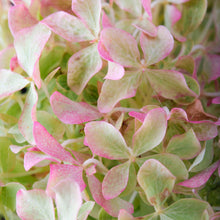 Load image into Gallery viewer, Hydrangea Magical® Lime Sparkle