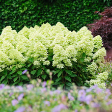Load image into Gallery viewer, Hydrangea Magical® Lime Sparkle