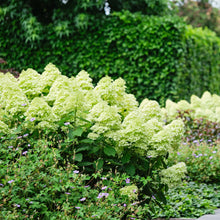 Load image into Gallery viewer, Hydrangea Magical® Lime Sparkle