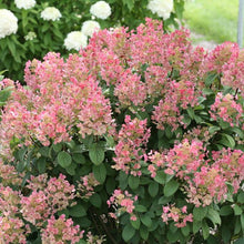 Load image into Gallery viewer, Little Quick Fire® Panicle Hydrangea