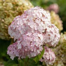 Load image into Gallery viewer, Candybelle® Bubblegum Hydrangea