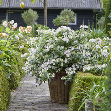 Load image into Gallery viewer, Fairytrail Bride® Cascade Hydrangea