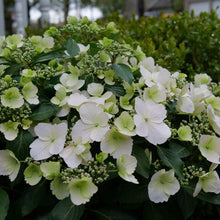 Load image into Gallery viewer, Fairytrail Bride® Cascade Hydrangea