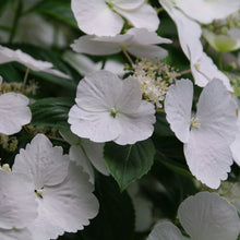 Load image into Gallery viewer, Fairytrail Bride® Cascade Hydrangea