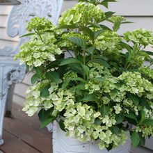 Load image into Gallery viewer, Fairytrail Bride® Cascade Hydrangea