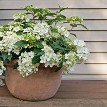 Load image into Gallery viewer, Fairytrail Bride® Cascade Hydrangea