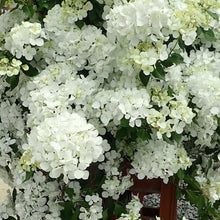Load image into Gallery viewer, Fairytrail Bride® Cascade Hydrangea