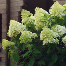 Load image into Gallery viewer, 'Limelight' Panicle Hydrangea