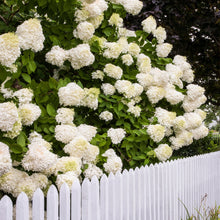 Load image into Gallery viewer, 'Limelight' Panicle Hydrangea
