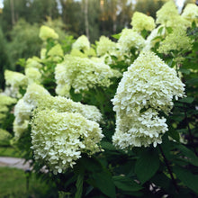 Load image into Gallery viewer, 'Limelight' Panicle Hydrangea