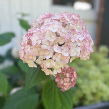 Load image into Gallery viewer, Hydrangea Candybelle® Marshmallow