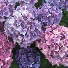 Load image into Gallery viewer, Hydrangea Onyx™ Peacock