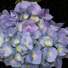 Load image into Gallery viewer, Hydrangea Onyx™ Peacock