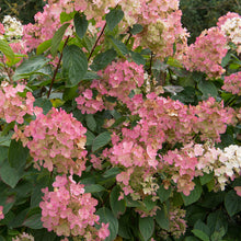 Load image into Gallery viewer, Pink Diamond Hydrangea