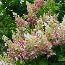 Load image into Gallery viewer, Pink Diamond Hydrangea