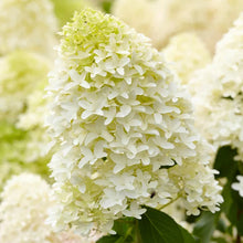 Load image into Gallery viewer, Skyfall Hydrangea