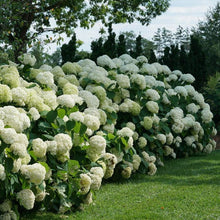 Load image into Gallery viewer, Incrediball® Smooth Hydrangea
