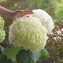 Load image into Gallery viewer, Incrediball® Smooth Hydrangea